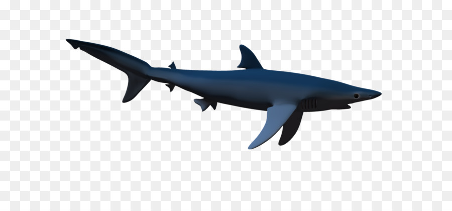 900x420 Hammerhead Shark Great White Shark Clip Art