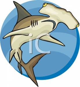 276x300 Royalty Free Clipart Image A Hammerhead Shark