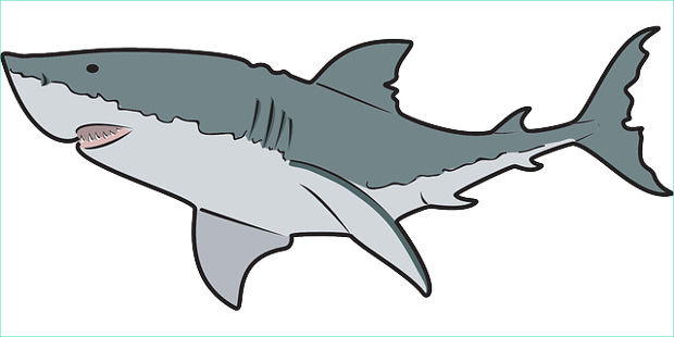 620x310 Shark Clip Art Amp Shark Clipart Images