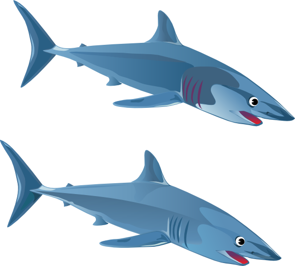 600x540 Shark Fin Shark Free Pictures On Pixabay Clipart