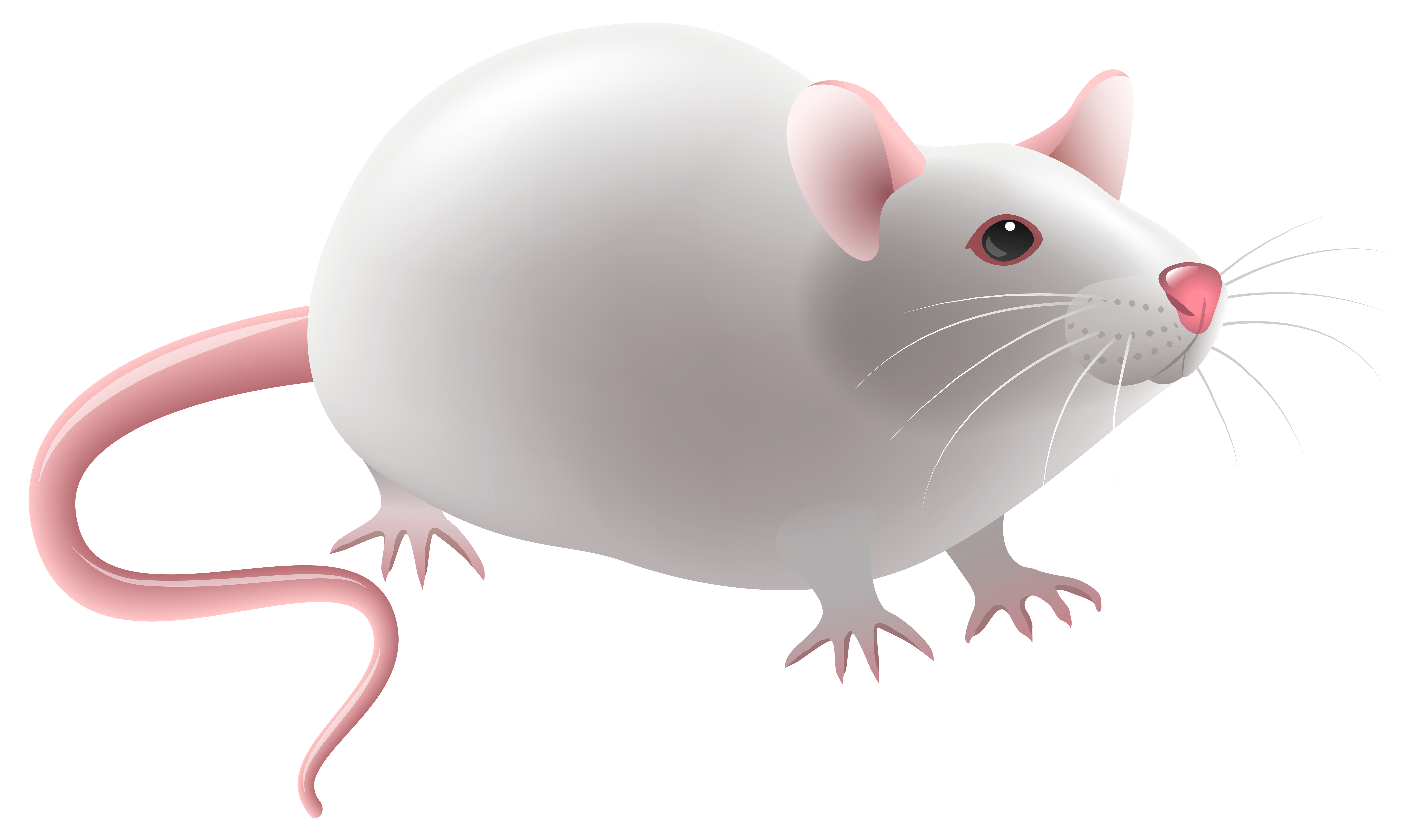 8000x4768 Mouse Png Clip Art