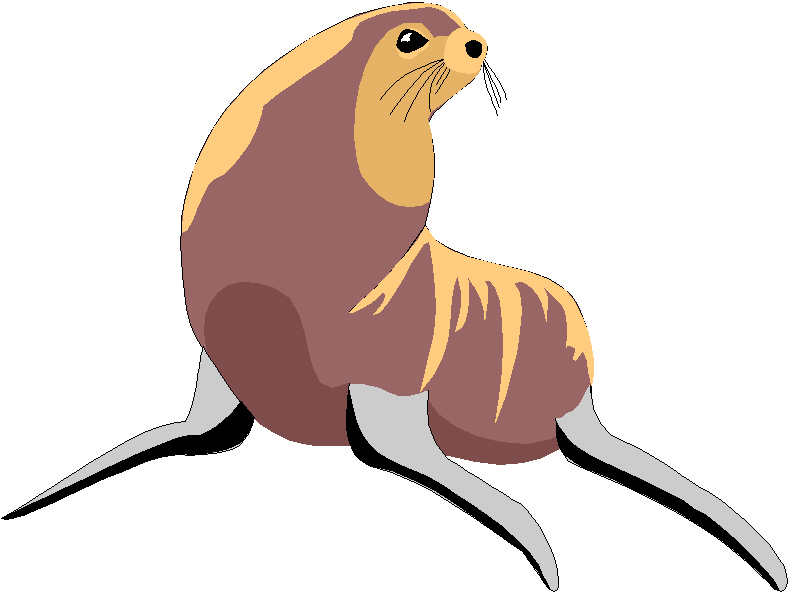 800x600 Seal Clipart Ocean Animal