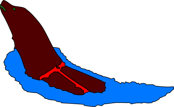 600x370 Collection Of Seal Swimming Clipart High Quality, Free