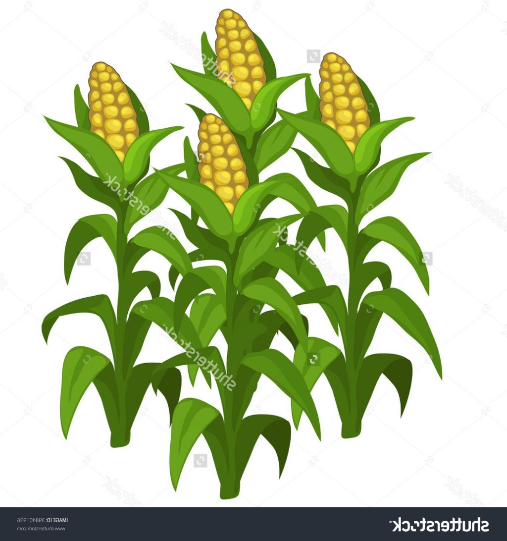 1024x1092 Best Corn Harvest Clipart Photos