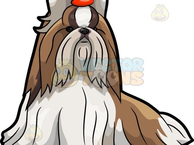 640x480 Shih Tzu Clipart