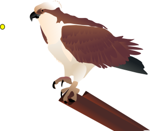 300x263 Osprey Standing On Branch Clip Art Free Vector 4vector