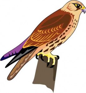 278x300 Hawk Clipart Flying Hawk Art Clip Art Pkglac Clipart