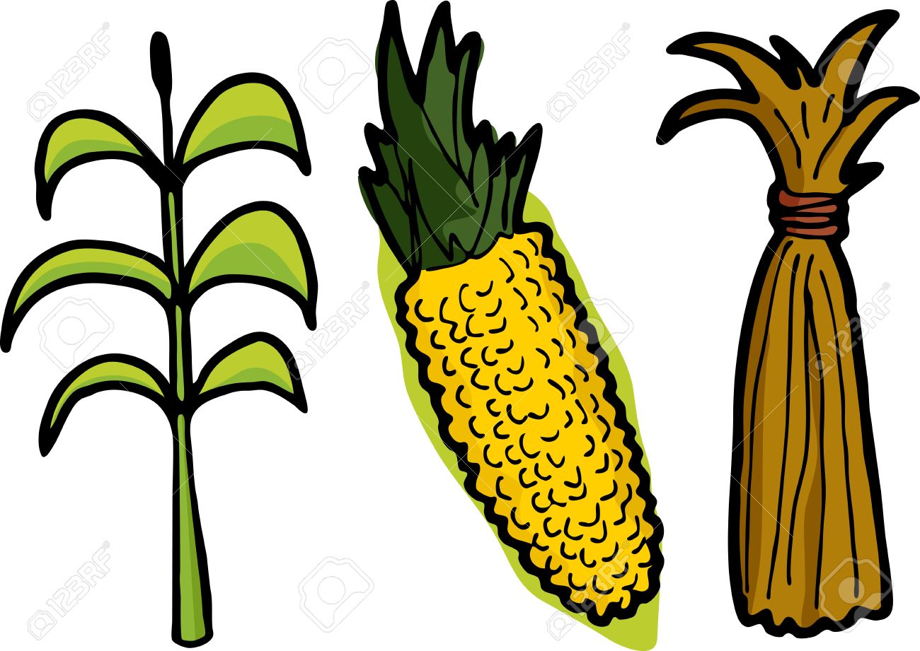 1300x921 Corn Clipart Dead