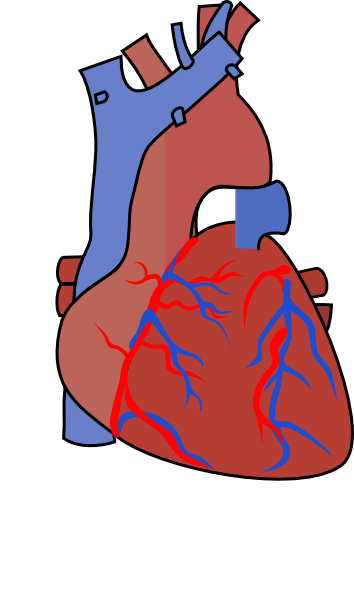 354x596 Heart Diagram Vein Clip Art