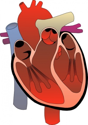 300x425 Heart Medical Diagram Clip Art Clipart Panda