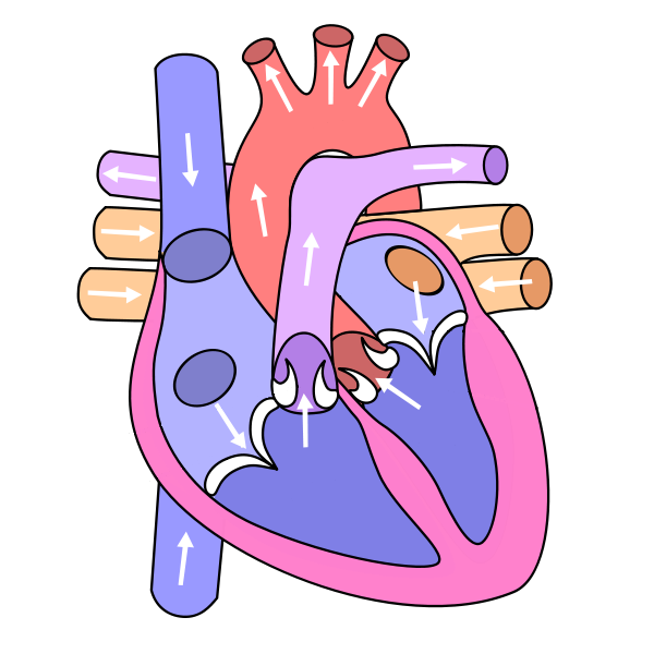 600x600 Collection Of Heart Diagram Clipart High Quality, Free