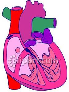 225x300 Human Heart Clip Art Clipart Panda