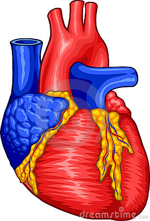 305x450 Human Heart Clip Art Vector Free Clipart Images