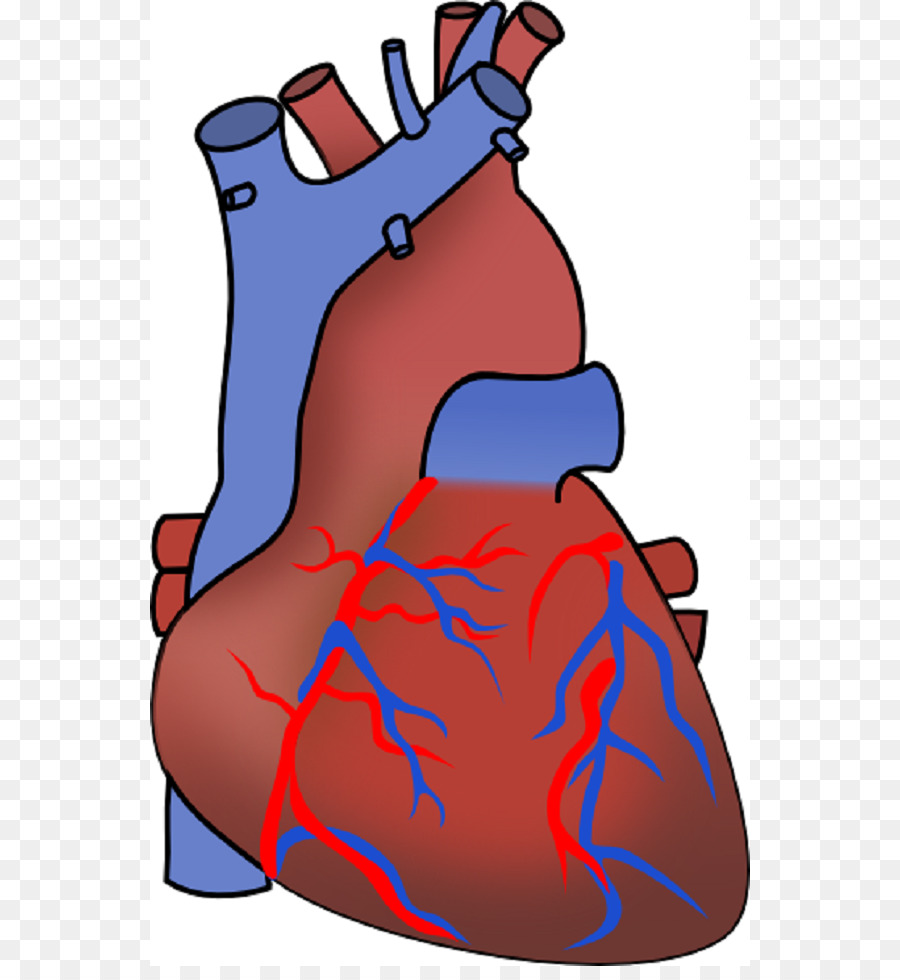 900x980 Myocardial Infarction Heart Failure Cardiovascular Disease Clip