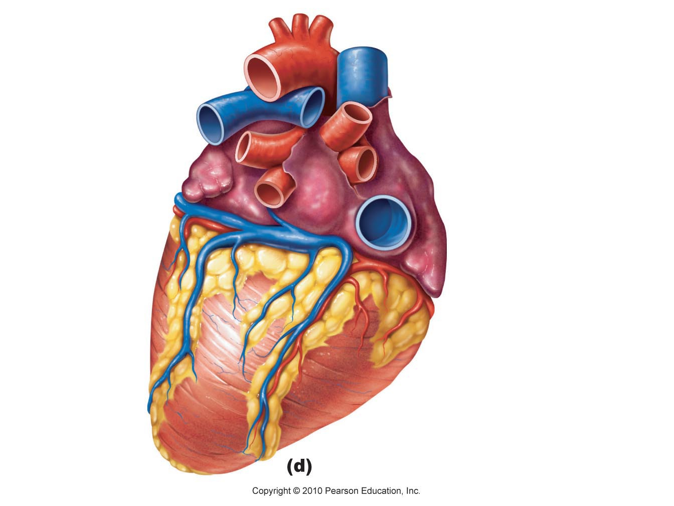 1344x1008 Pictures Heart Diagram Unlabeled,