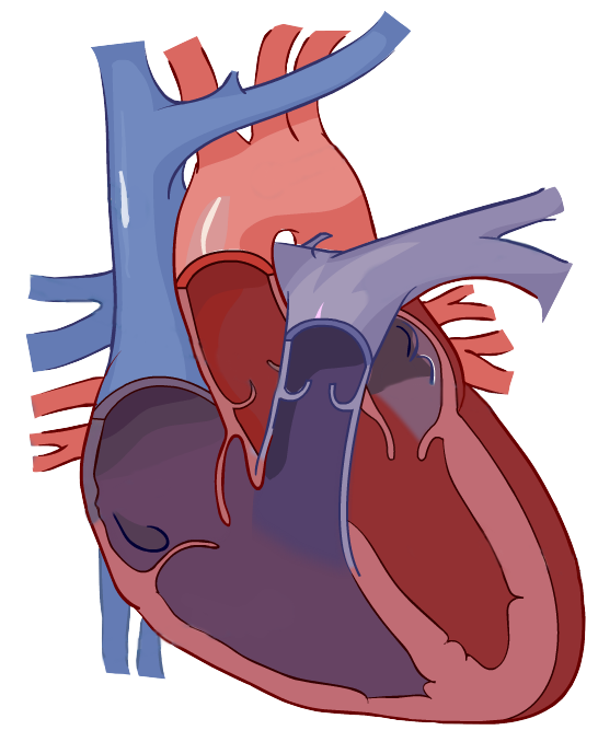 546x678 Unlabeled Heart Diagram