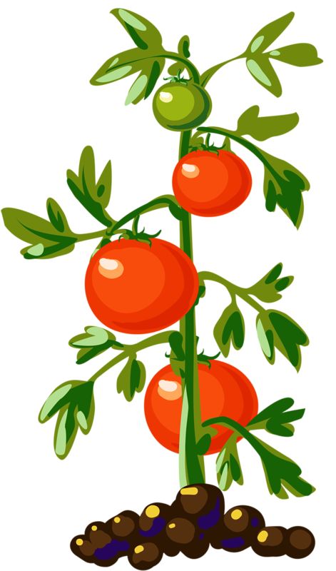 471x800 314 Best Vegetable Clip Art And Photos Images