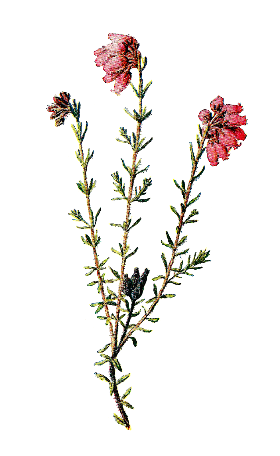 982x1600 Antique Images Vintage Scrapbooking Wildflower Clip Art Of Flower