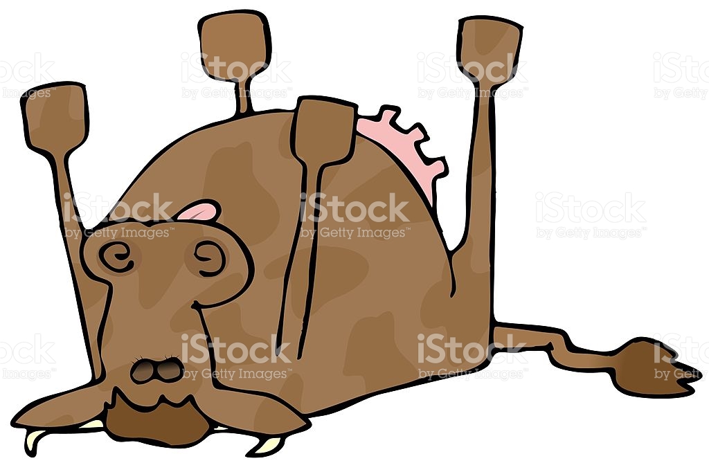 Heifer Clipart