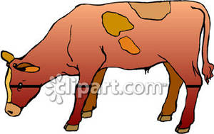 300x189 Simmental Cattle Clipart
