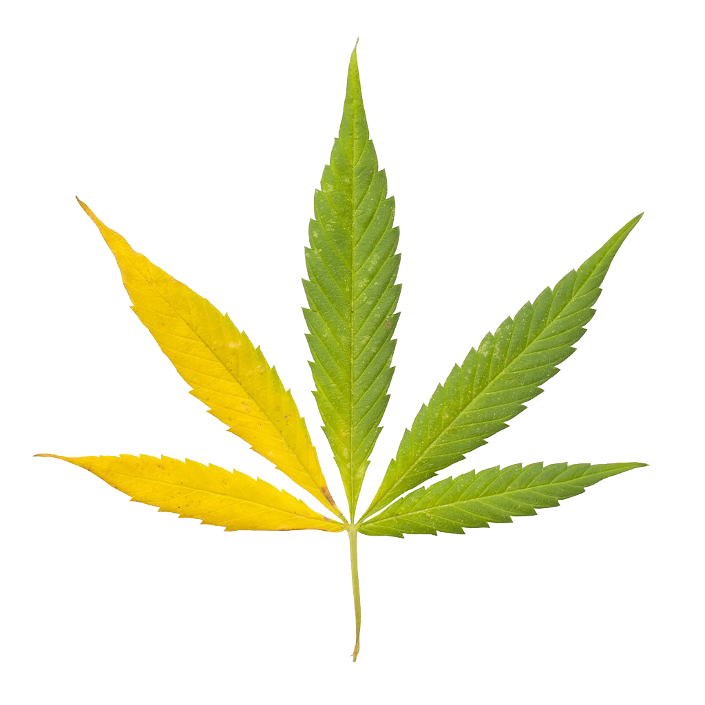 1024x1024 Cannabis Sativa Leaf Bong Clip Art