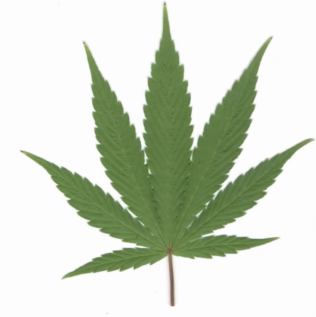 1019x1024 Clipart Cannabis Leaf