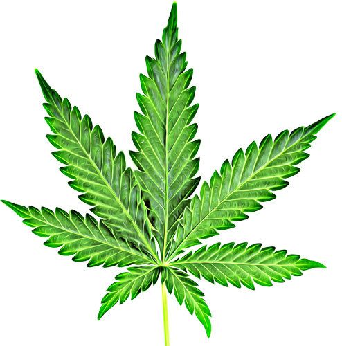 494x500 Cannabis Marijuana Leaf Clip Art Png Clipart Pot Leaf Color