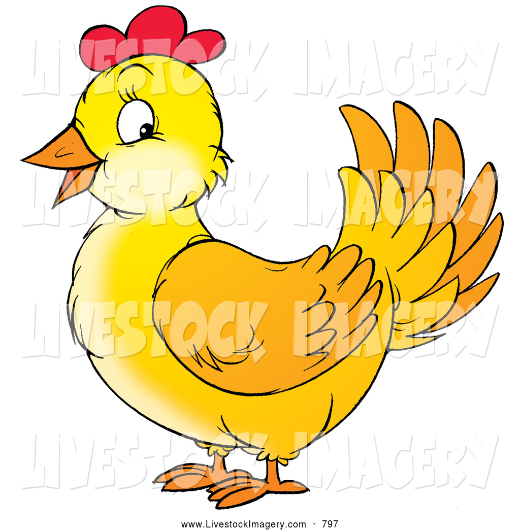 1024x1044 Royalty Free Female Chicken Stock Livestock Designs