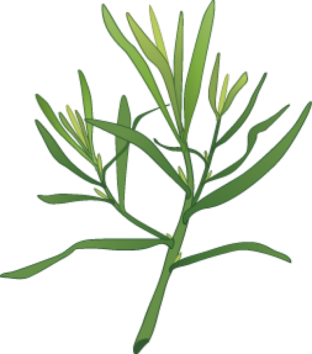 640x726 Graphic Design Illustrators