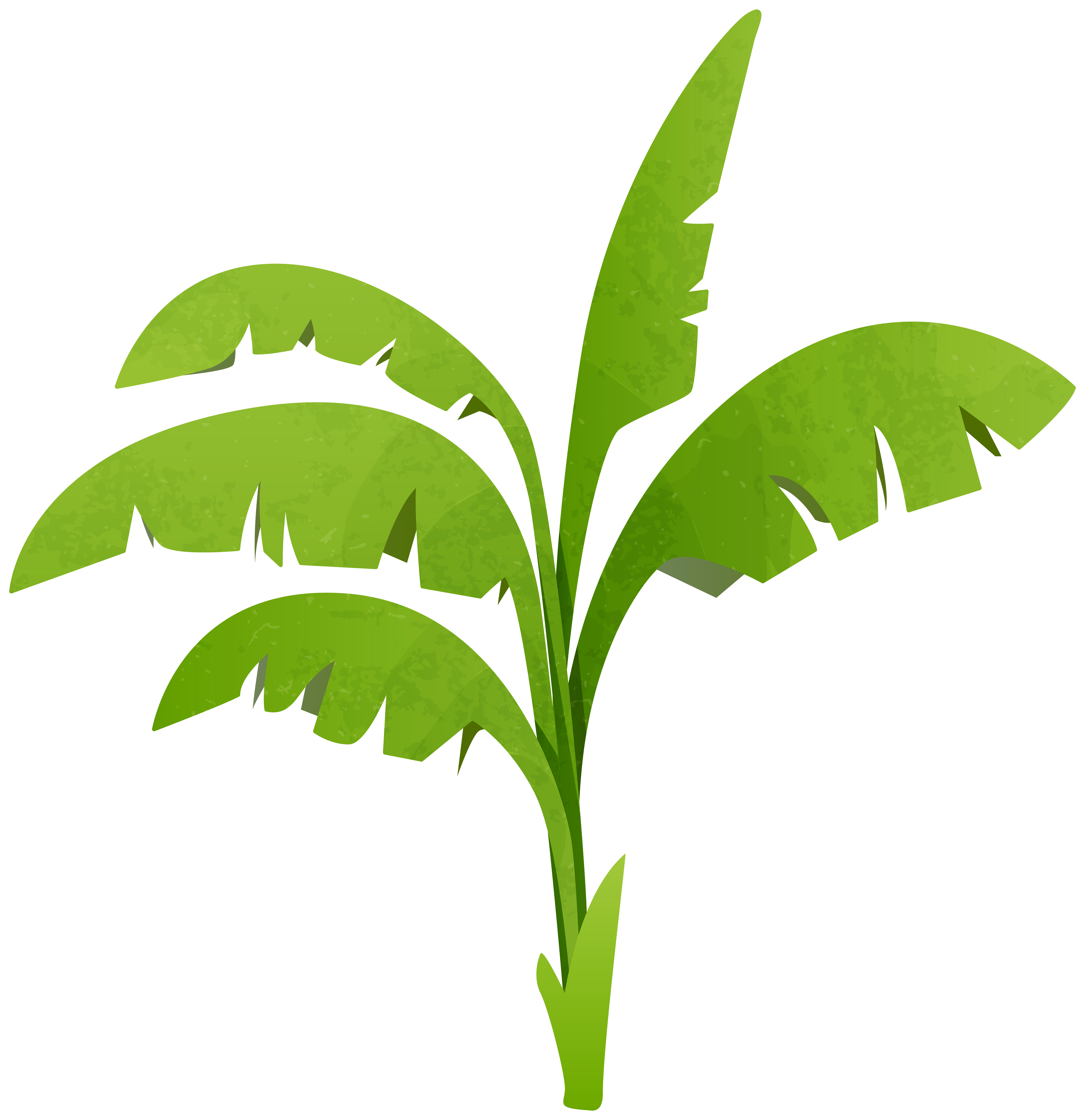 5814x6000 Green Plant Transparent Png Clip Art Imageu200b Gallery Yopriceville