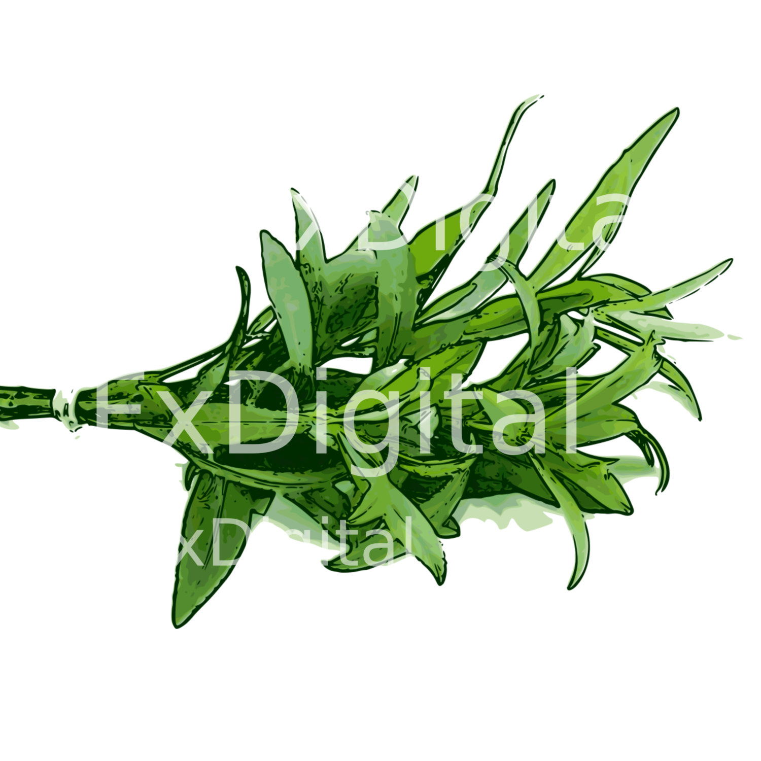 1500x1500 Herb Clip Art