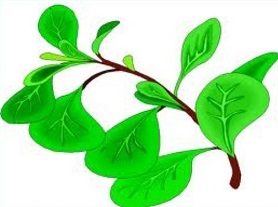278x207 Herbs Clipart Oregano