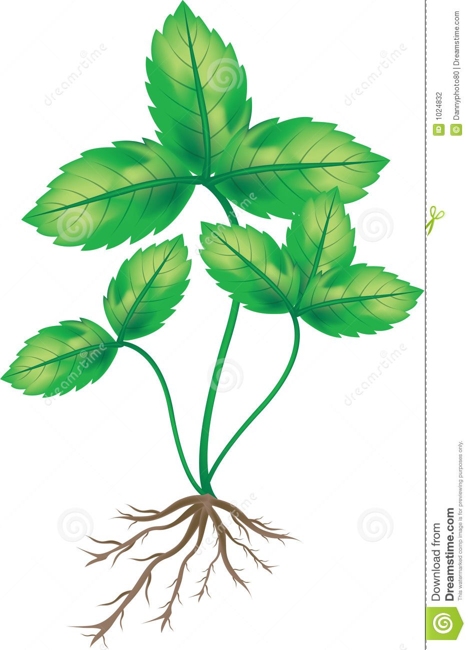 940x1300 Plant With Roots Clip Art Plant With Roo Roots Roots