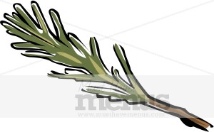300x186 Rosemary Clip Art Herbs Clipart