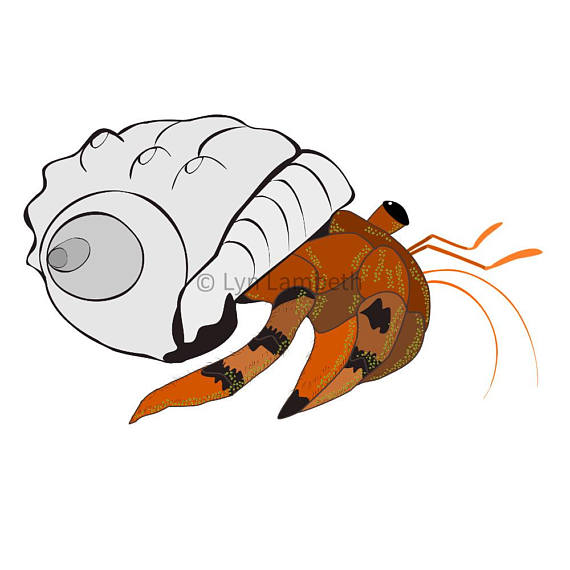 570x570 Hermit Crab Clipart, Commercial Use, Under The Sea, Starfish Clip