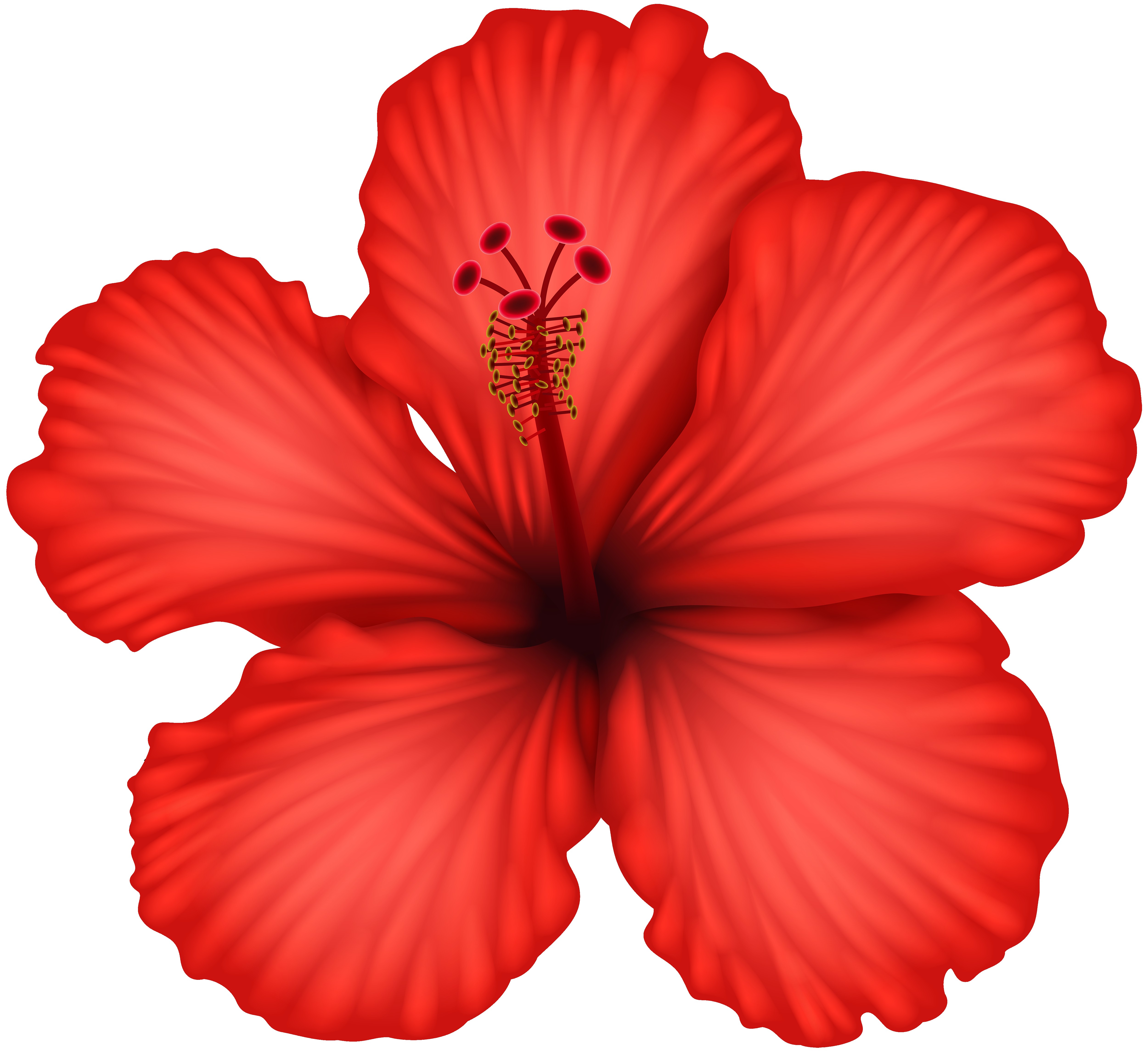 5000x4577 Hawaiian Hibiscus Drawing Clip Art Flower Png Download Remarkable