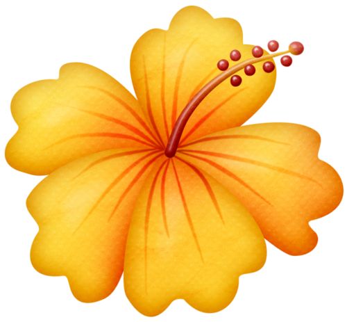 500x463 Hibiscus Clipart Beach Flower