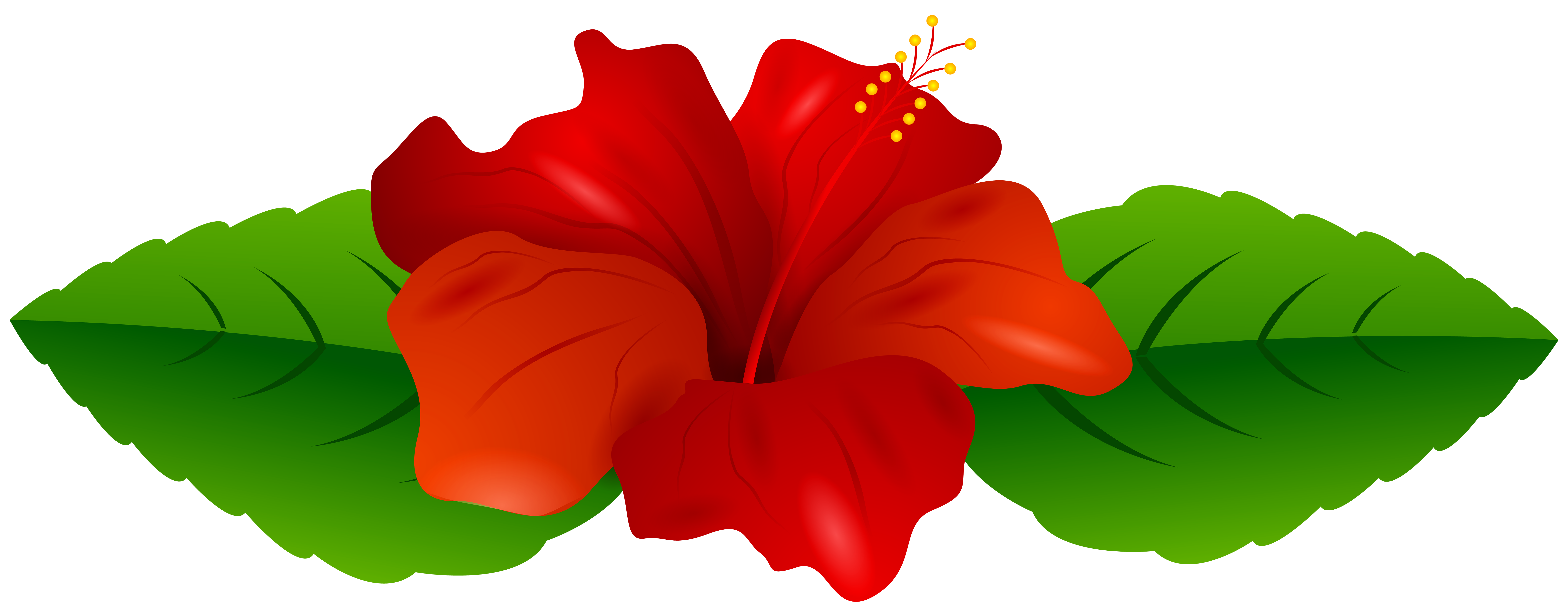 8000x3111 Red Hibiscus Transparent Png Clip Art Imageu200b Gallery