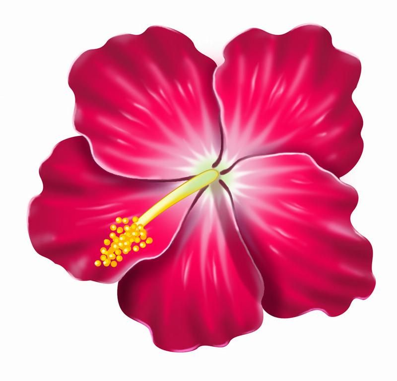800x768 Pink Hibiscus Clip Art Clipart Illustration Of A Yellow Hawaiian