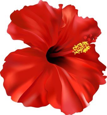 340x367 Hibiscus Flower Clipart