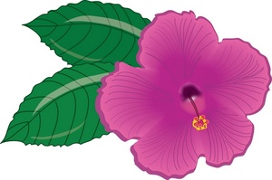 300x199 Hibiscus Flower Clipart Image
