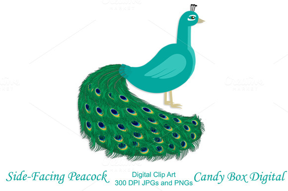580x386 Peacock High Quality Clip Art Clipartix