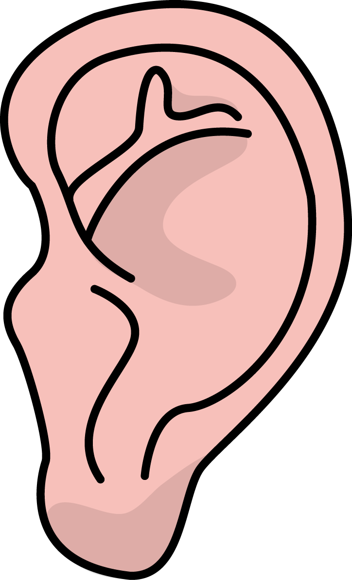 724x1194 Image For Free Ear Health High Resolution Clip Art Health Clip