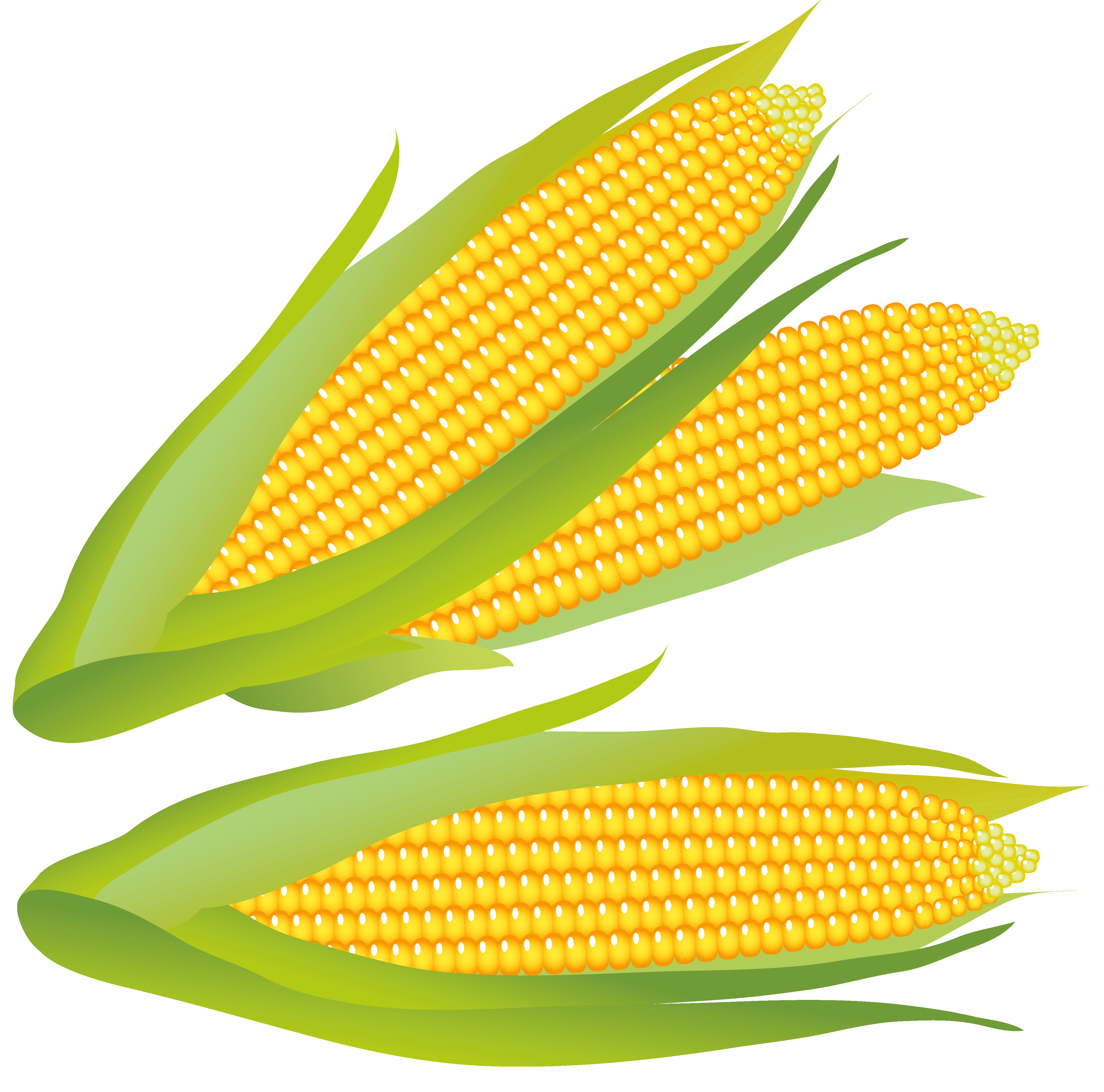 4172x4125 Ear Of Corn Clipart Collection Picture A Free 4172 4125 Clip Art
