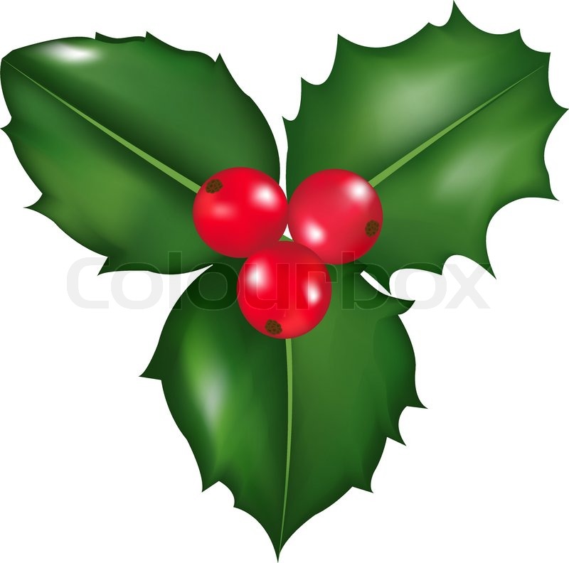 800x792 Twig Of Holly With Berry And Leaf, Isolated On White Background