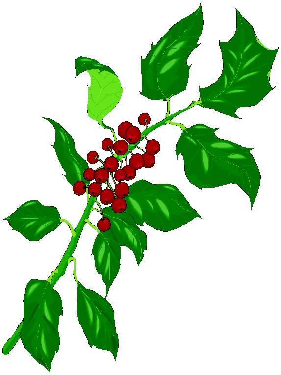 573x765 Vine Clipart Christmas