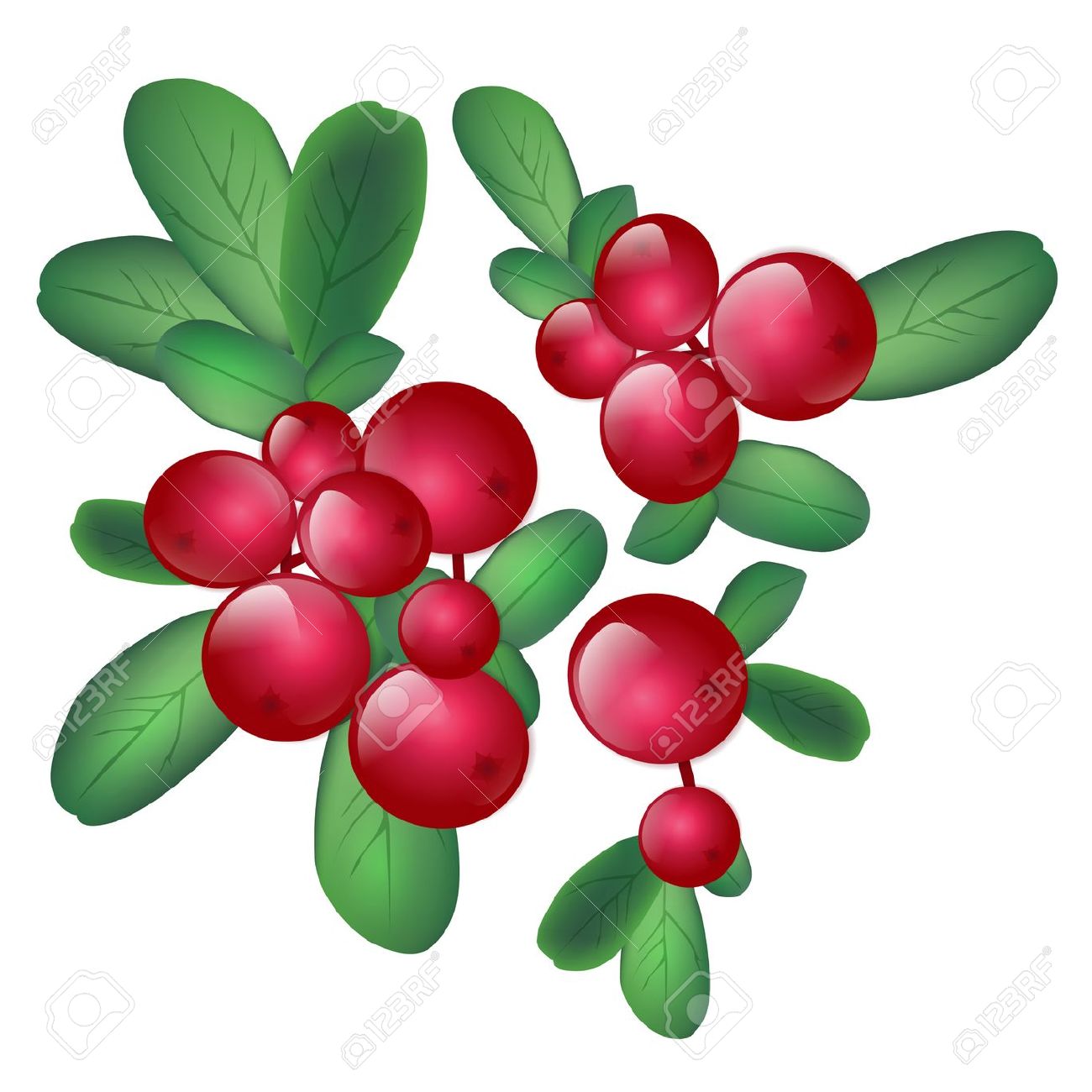 1300x1300 Wild Berry Clipart