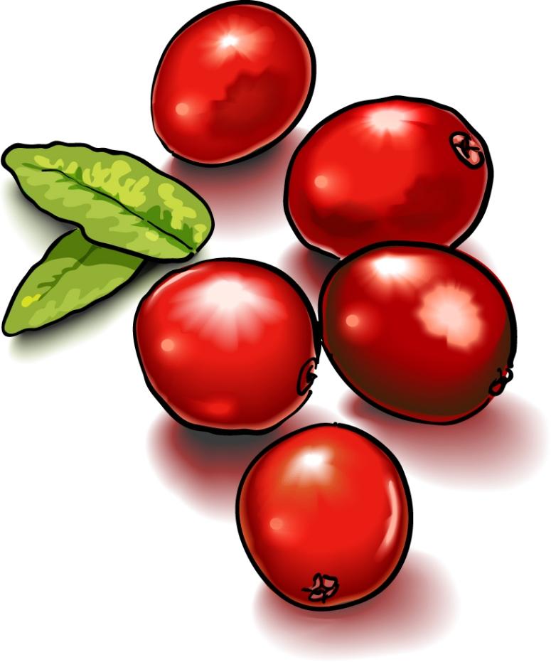 775x931 Berry Clipart Single