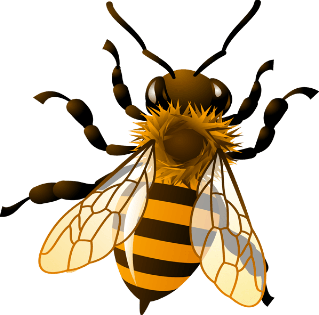 640x631 Collection Of Free Honey Bee Clipart Images High Quality
