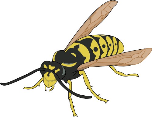 500x384 Hornet Clip Art